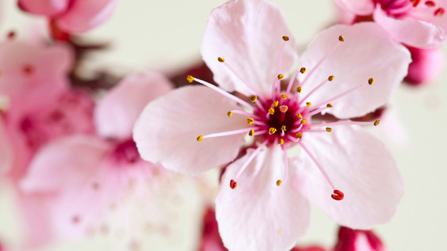 flor de cerejeira via aroma outubro rosa